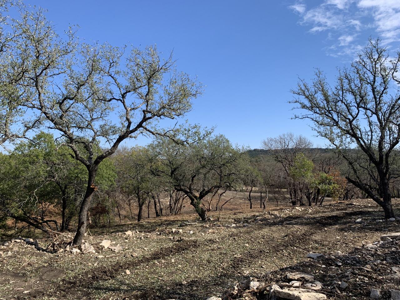 Landscape-wide shaded fuel break constructed with a forestry mulcher in Bell County, Texas