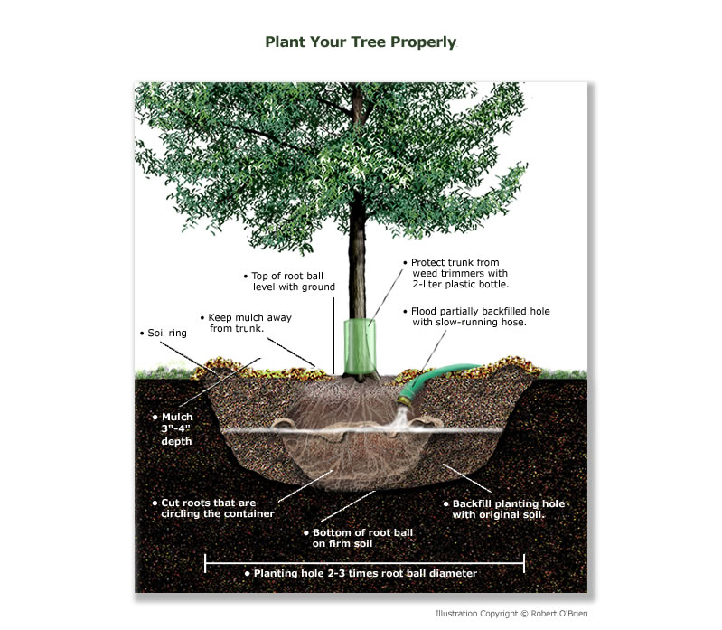 A CROSS SECTION DRAWING OF A TREE PROPERLY PLANTED IN THE GROUND