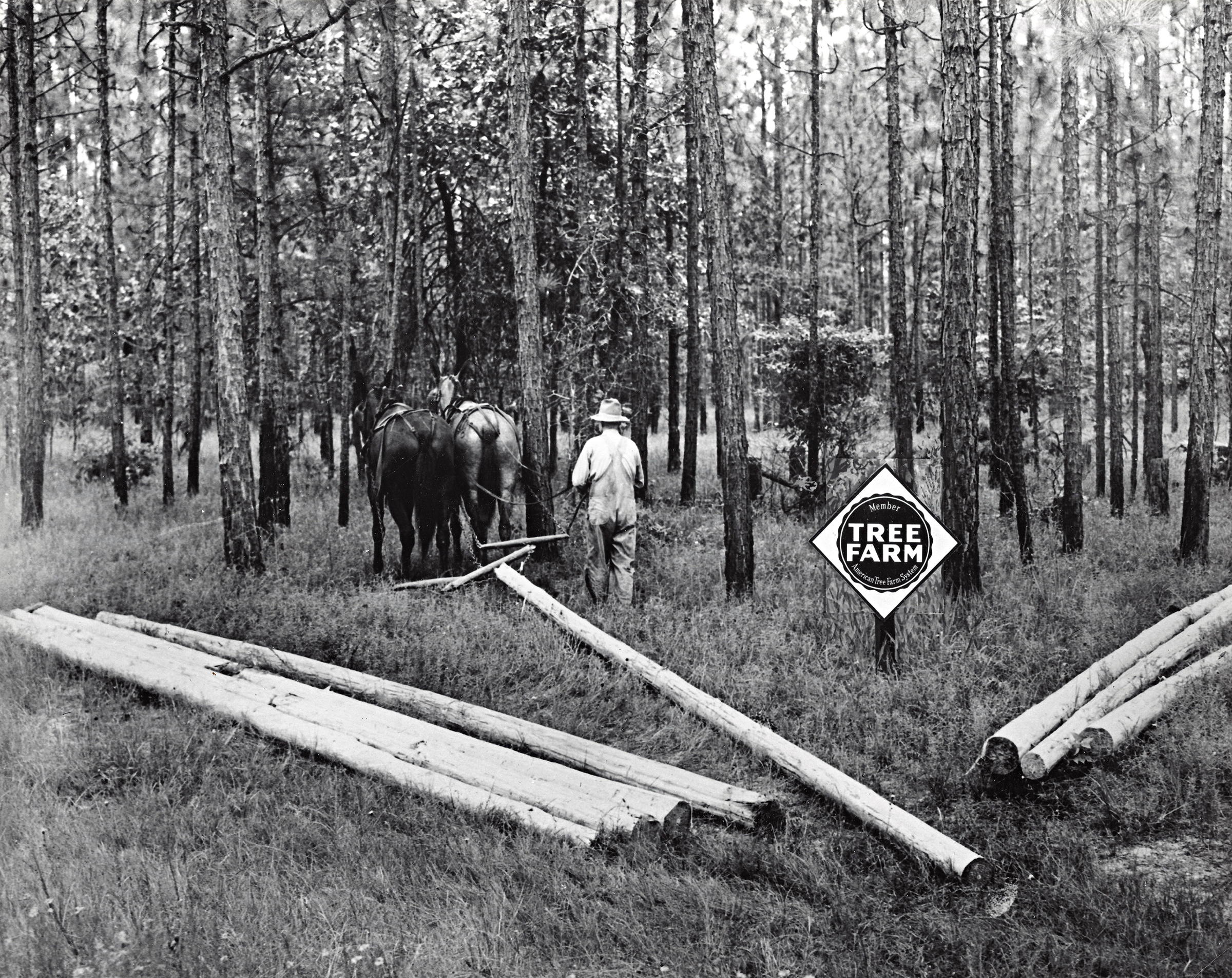 texas tree farm program