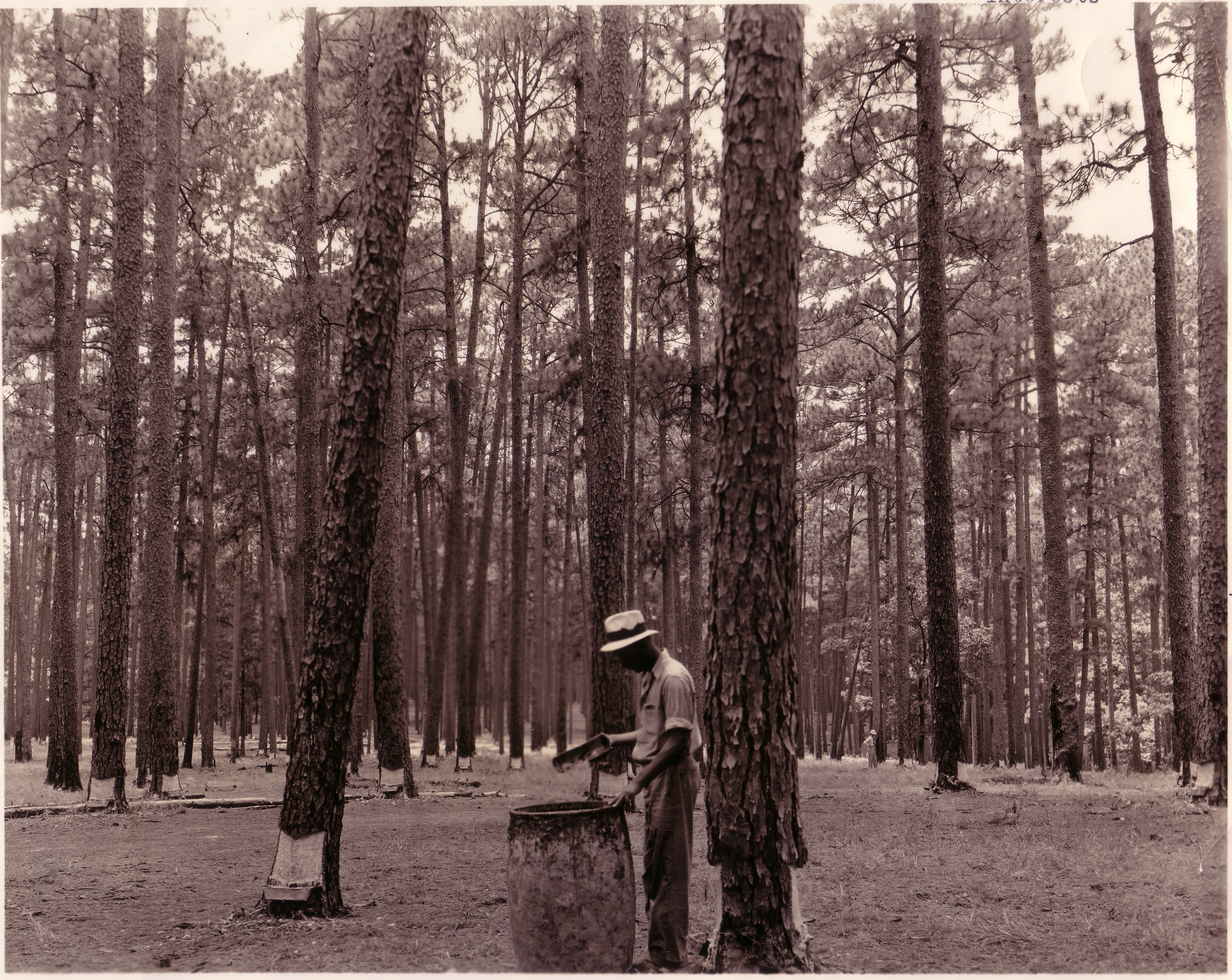 Making Turpentine and Rosin from Pine Sap 