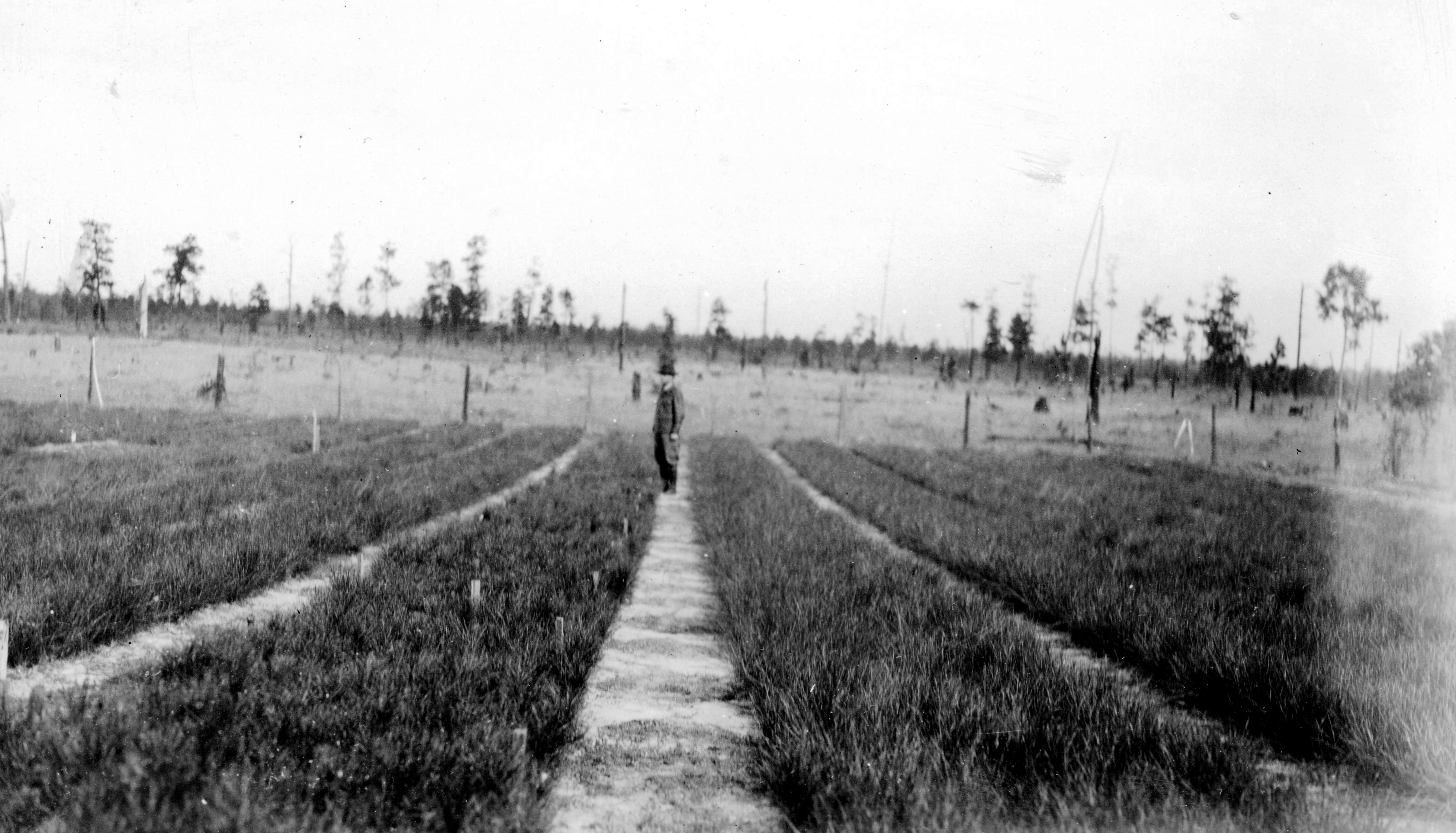 Nursery on state forest 1