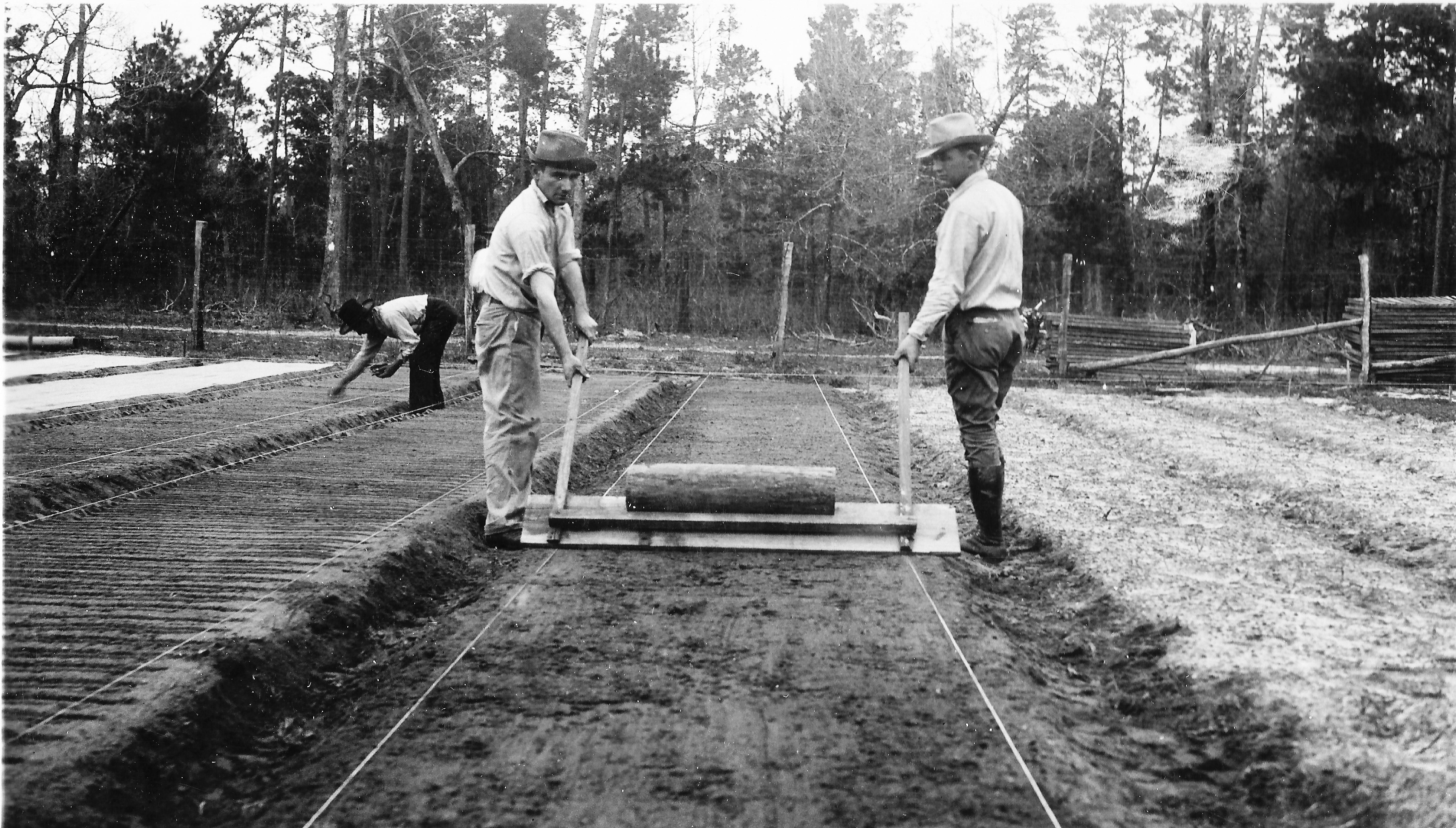 seedbeds on state forest 2