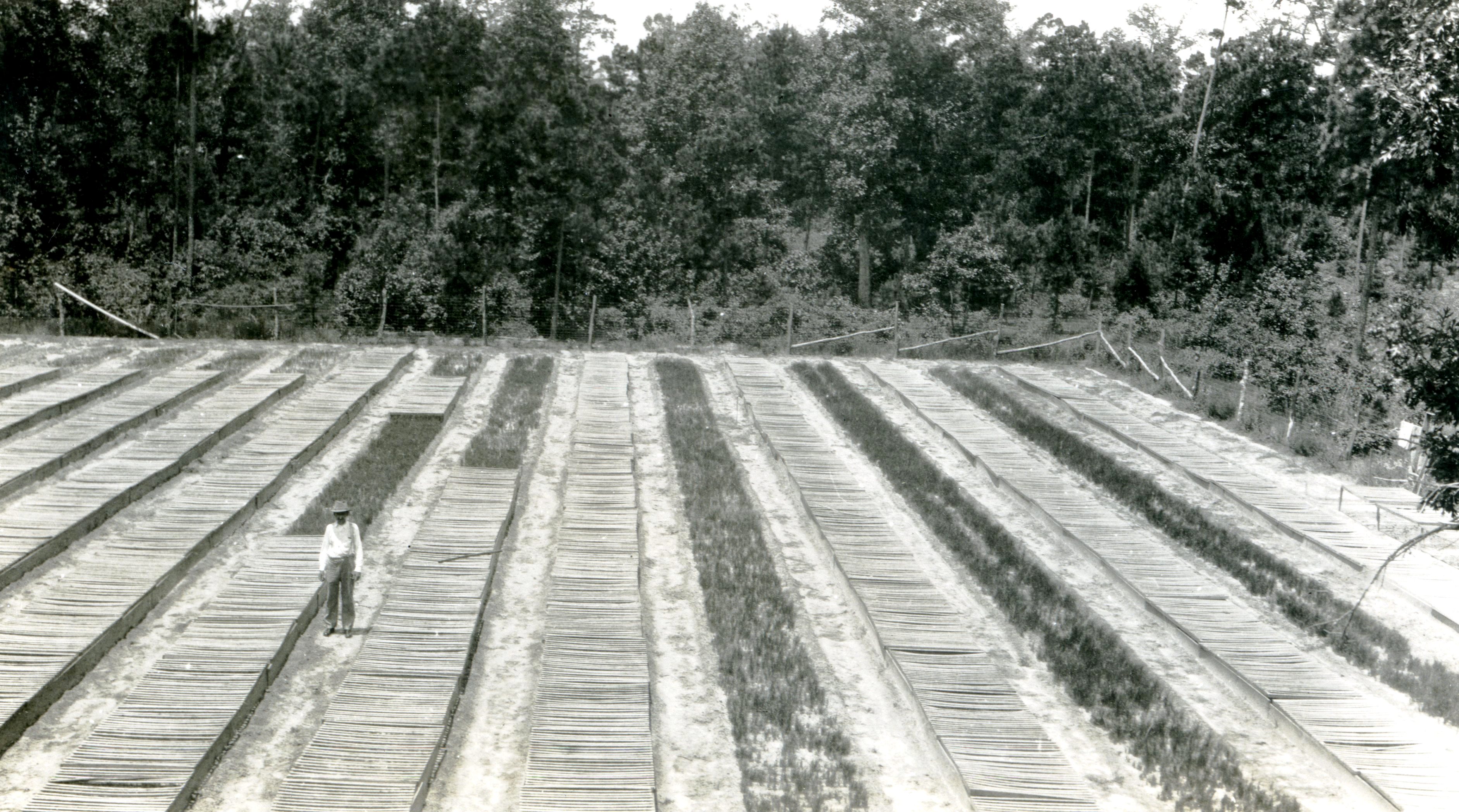 Nursery on state forest 2