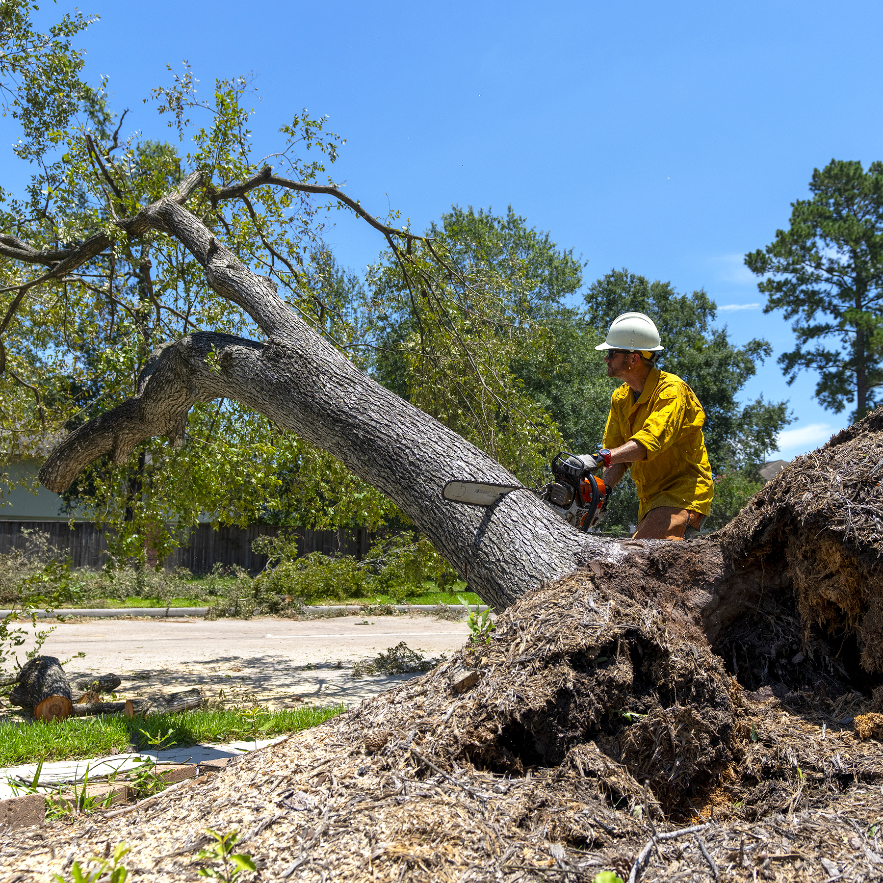Texas A&M Forest Service assesses hurricane impact, a state forest temporarily closes