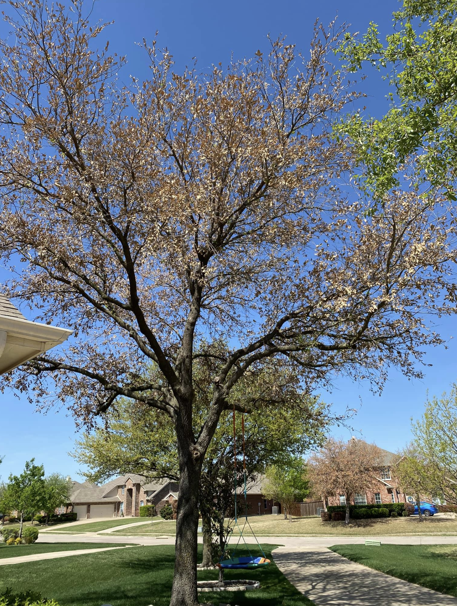 Oak tree by a house with brown leaves