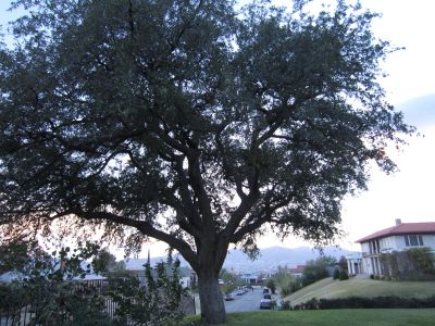 Burges Oak _ Famoust tree of Texas
