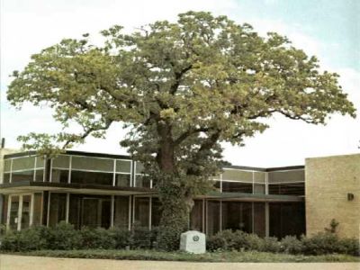 Famous tree of Texas_Cattle Raisers Oak