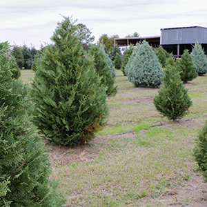 The Christmas tree business is merry and bright, with farms specializing in the traditional holiday decoration reporting brisk sales.