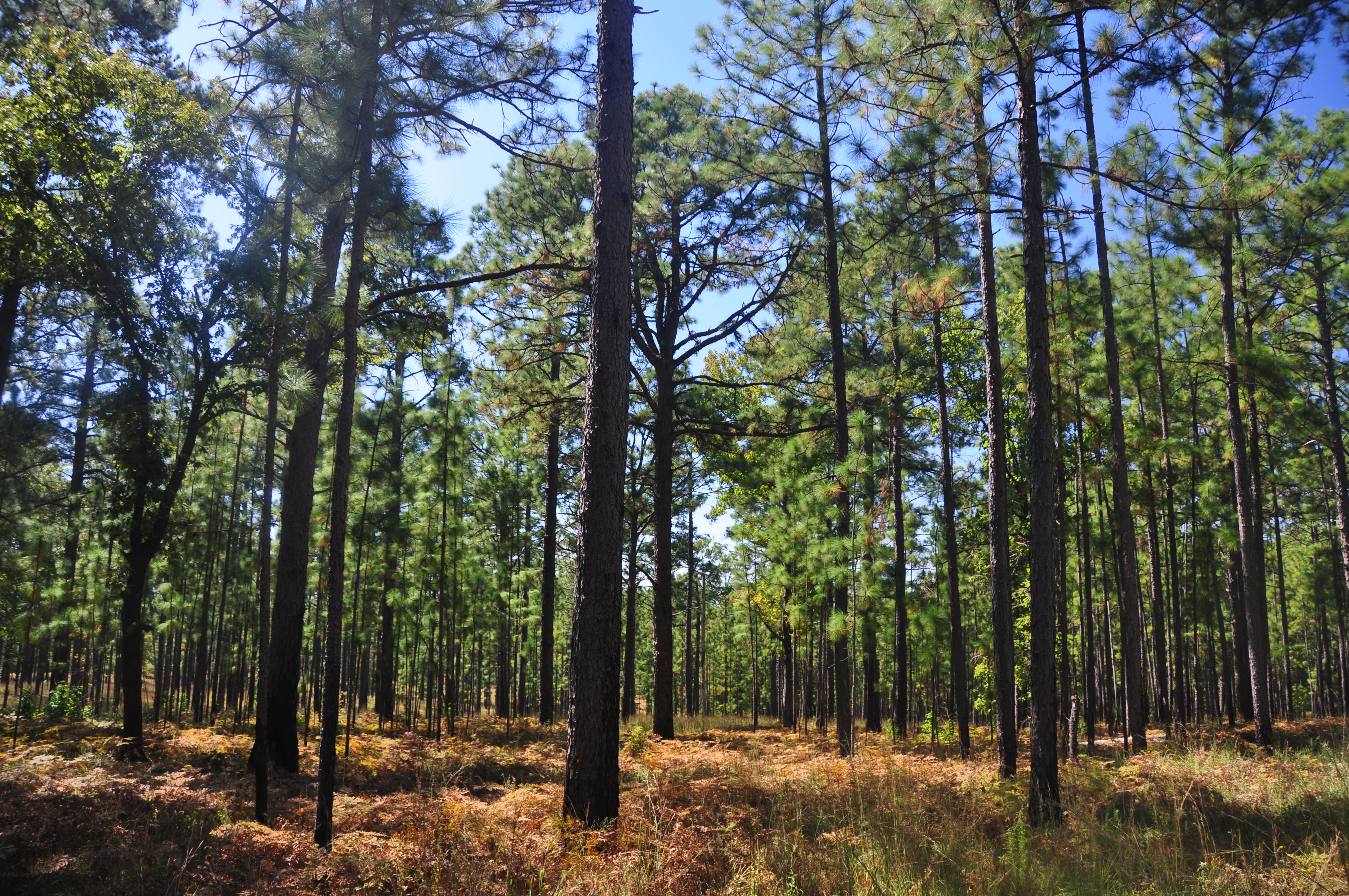 treethinning
