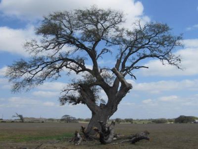 Deaf Smith Oak _ Famous tree of Texas