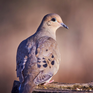 dove hunting season