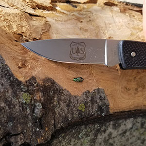 The presence of the invasive emerald ash borer (EAB) was confirmed this week in Dallas County.