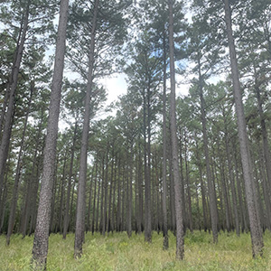 The forests of East Texas are thriving, thanks to modern forestry practices and a strong forest-products economy.