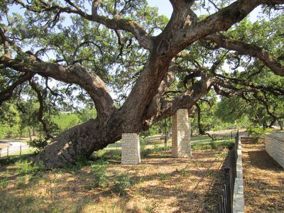 Survivor Tree Historical Marker