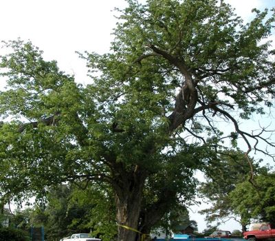Freedmen's Bois d'Arc _ famous tree of Texas