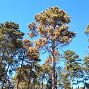Freeze damaged pines_press release