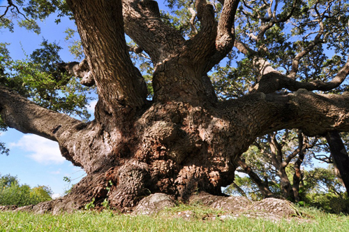 Goose Island Oak famous tree