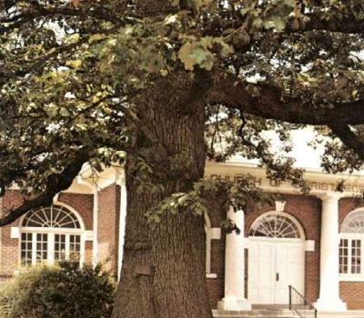 Houston campaign oak _ famous tree of Texas