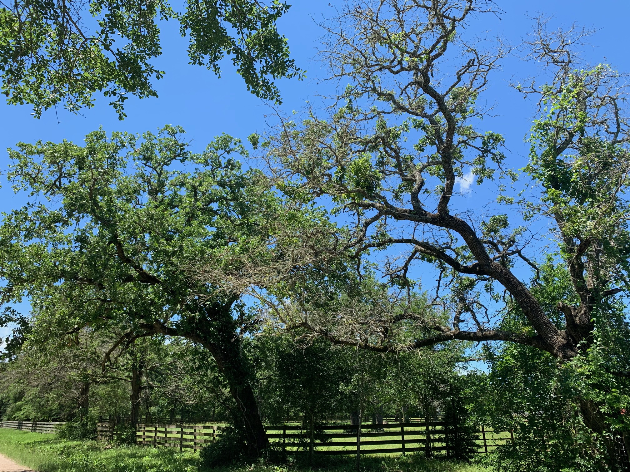 Oak trees in front of a fenc