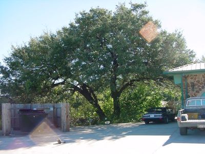 Indian maker tree _famous tree of Texas