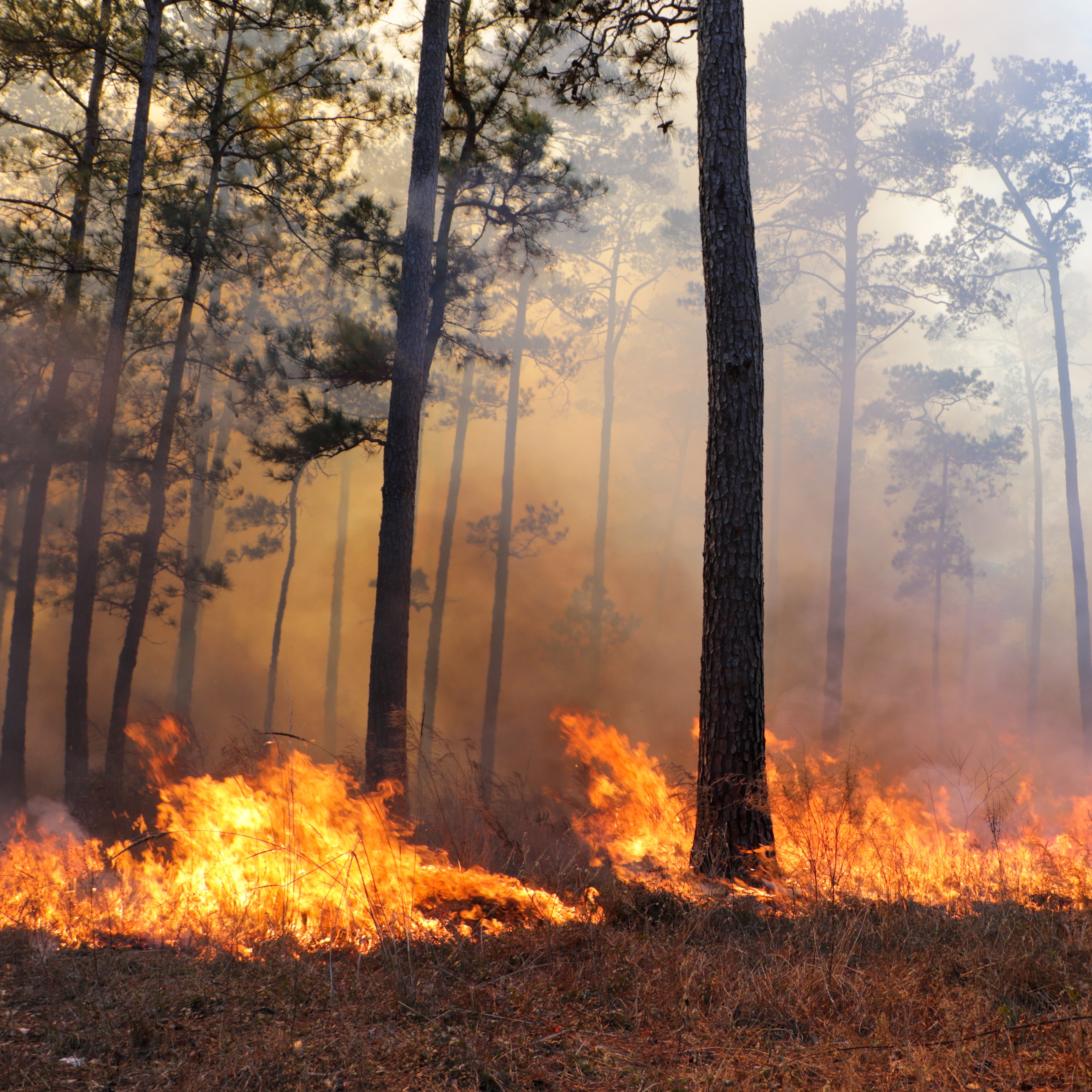 Texas A&M Forest Service is accepting applications for grants to help Texas landowners offset the cost of prescribed fire.