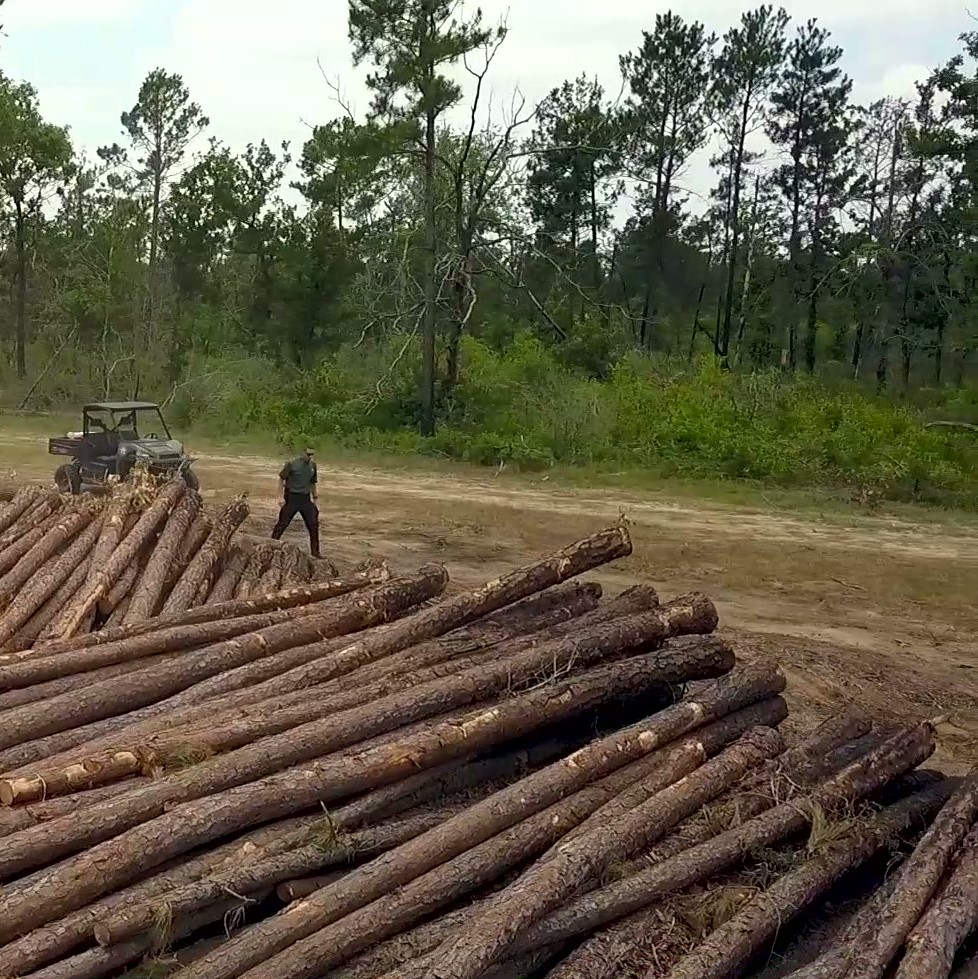 Timber Fruad