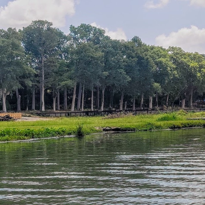Texas A&M Forest Service conducted a survey of the health of baldcypress trees along a seven-mile stretch of the Guadalupe River this summer after a significant decrease in water levels over the last four years.