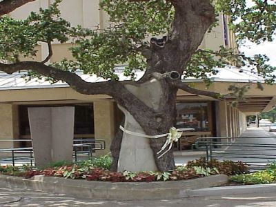 Famous tree of Texas_Muster Oak
