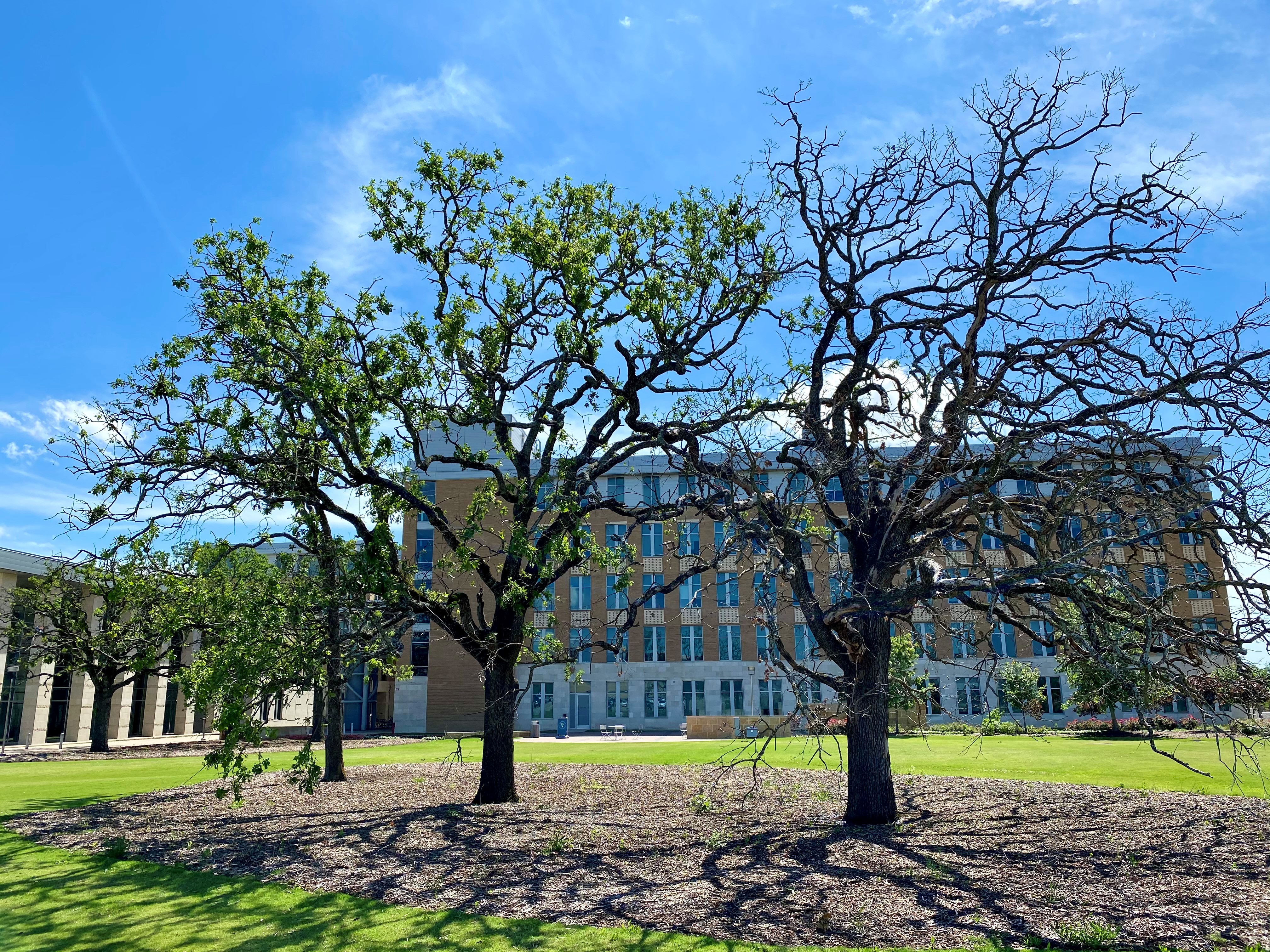 Oak trees in front of a building