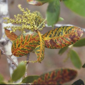 Texas Oak Wilt 2021 Spring