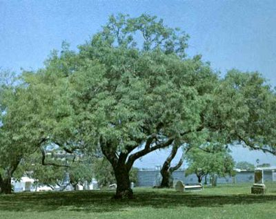 Famous tree of Texas - Old Bayview Mesquite