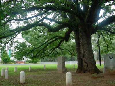 Old North Church Oak
