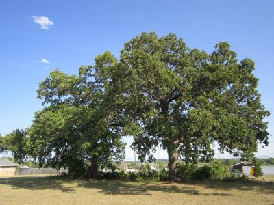 Famous tree of Texas_Parker Oaks 2