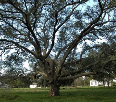 Peach point oaks _ Famous tree of Texas