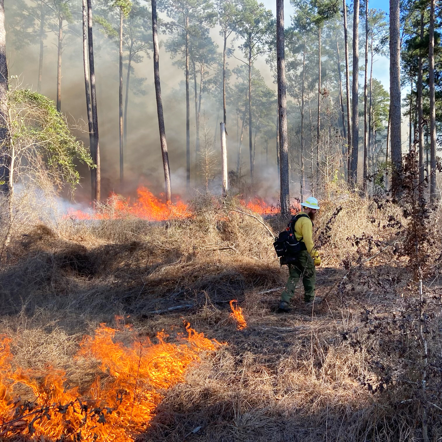 Texas A&amp;M Forest Service is offering more than $800,000 in grants to help East Texas landowners offset the cost of prescribed fire to reduce wildfire risks and restore ecosystems.<br />