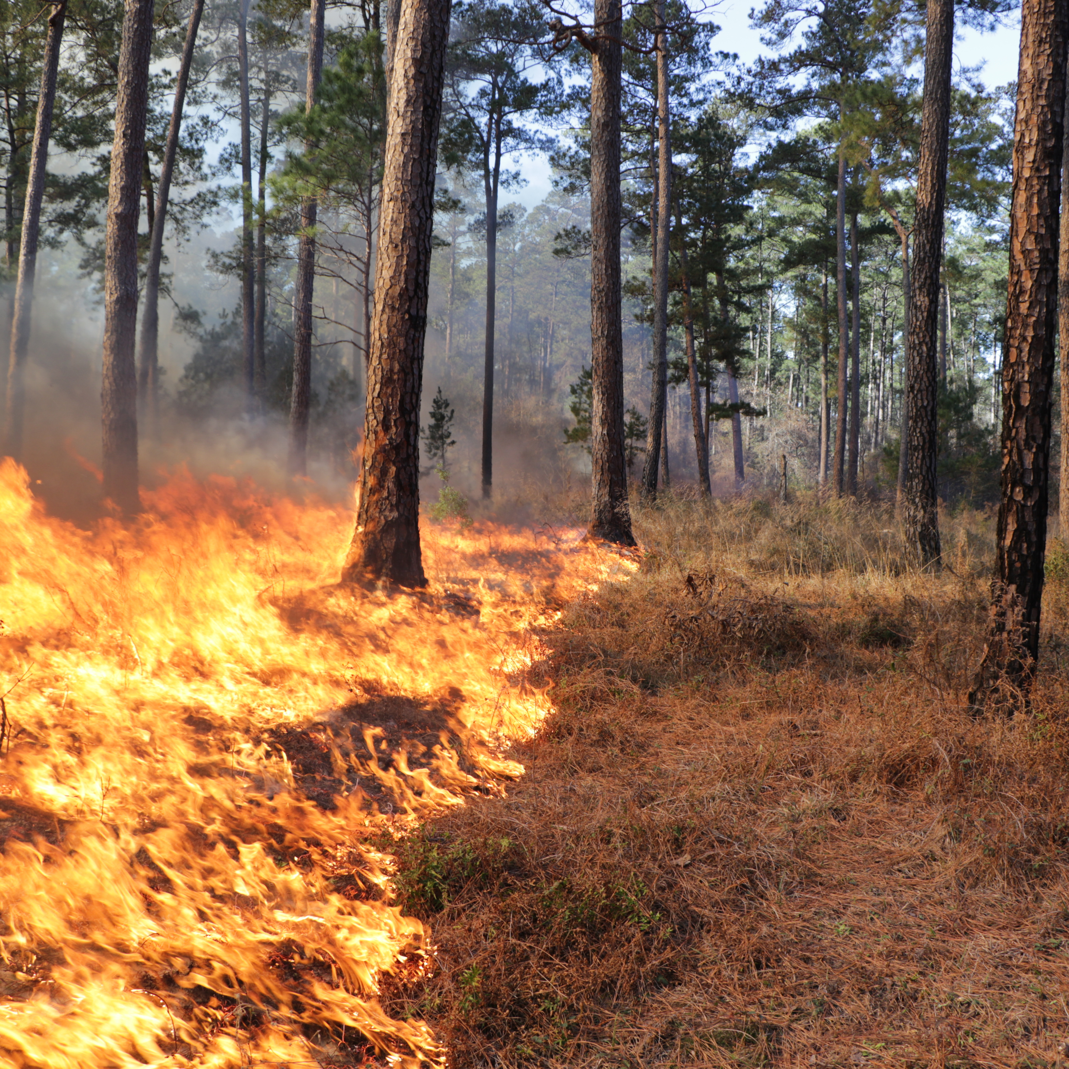 Texas A&amp;M Forest Service awarded over $951,000 to 168 landowners to conduct prescribed fires this year. This funding will treat 35,138 acres. Prescribed fire is a strategic land management tool that uses low-intensity fire on a specific area of land to achieve set goals.