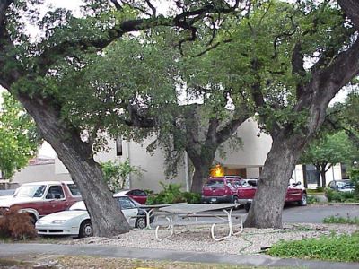 Ranger oaks _ Famous tree of Texas