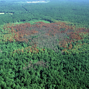 Southern Pine Beetle Funding