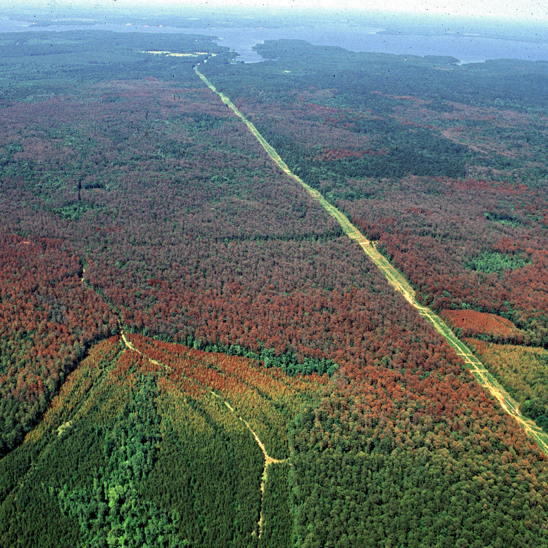 Texas A&amp;M Forest Service is offering landowners financial and technical assistance through the Southern Pine Beetle cost-share program.