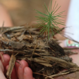 seedling