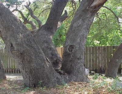 Tombstone Oak