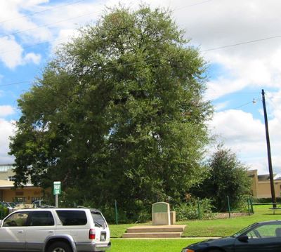 treaty oak_famous tree of Texas