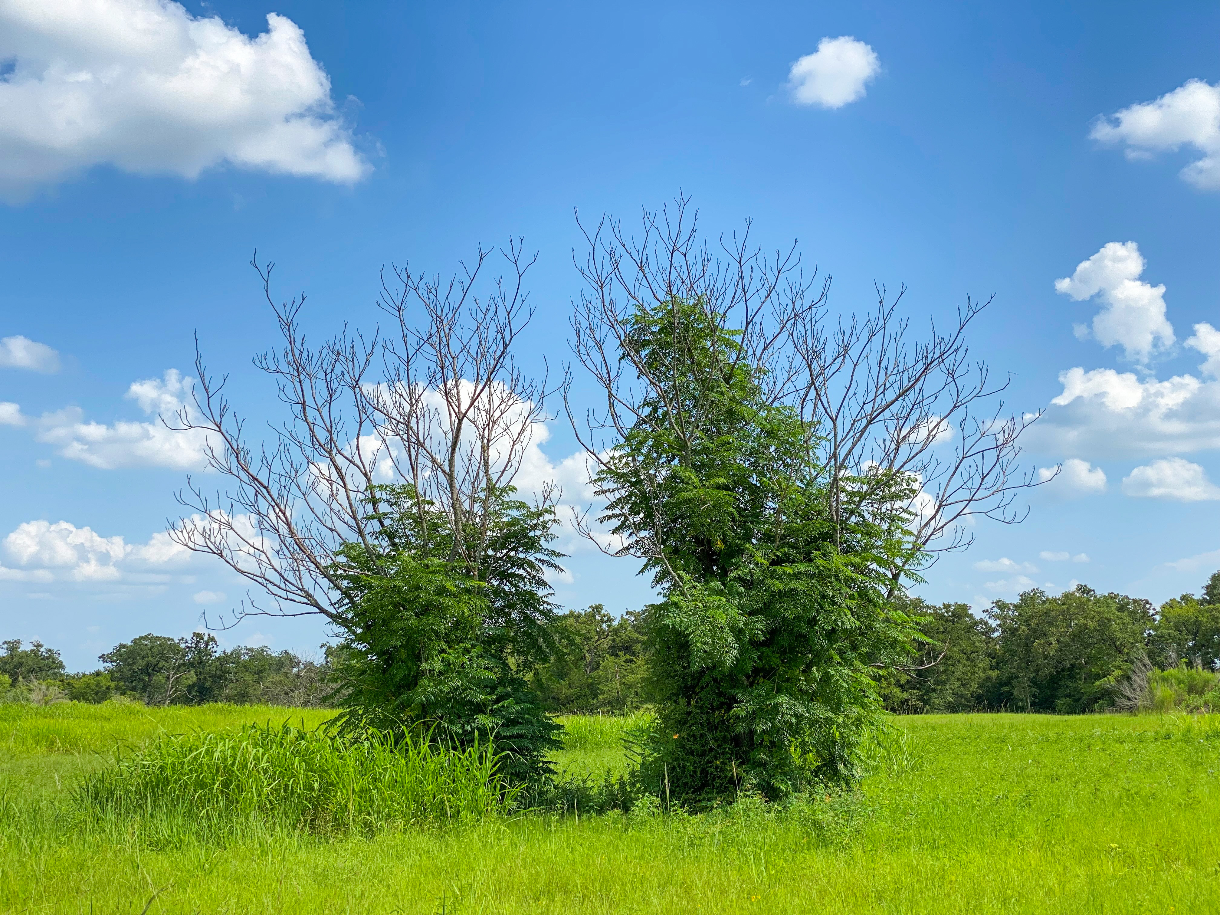 Struggling Trees 1