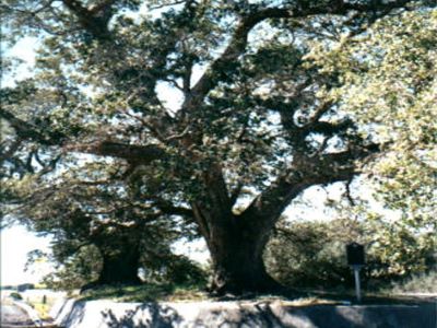 Urrea Oaks _ Famous tree of Texas