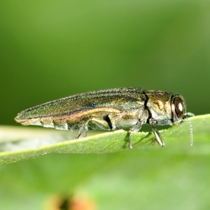 The presence of the invasive emerald ash borer (EAB) was confirmed May 2, 2022 in Parker County.