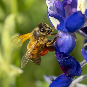 A five-year study is aiming to assess the health of bee populations in East Texas. The project, which started in 2022, is a collaboration between Stephen F. Austin State University, Sam Houston State University and Texas A&M Forest Service.