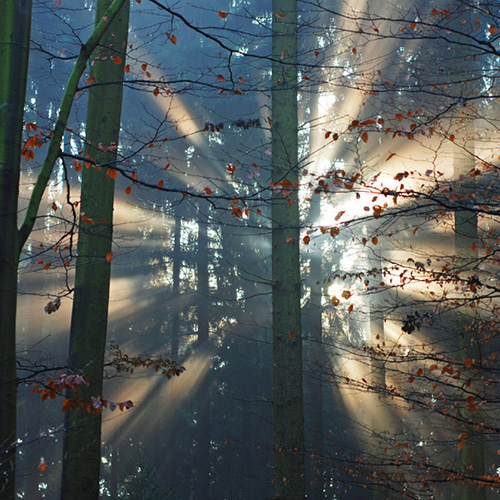Forest Light
