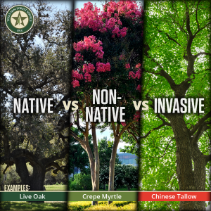The tree landscape in Texas is made up by a variety of species. From ponderosa pines in West Texas to oaks in Central Texas to dogwoods in East Texas, trees play a vital role in our ecosystem and provide countless benefits.