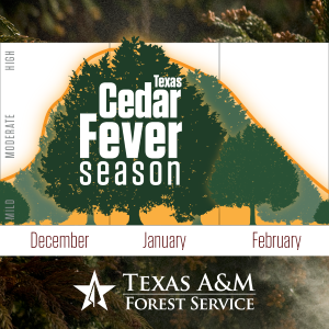 Cedar fever season in Texas