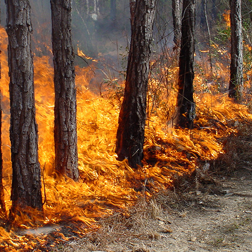 Wildfire